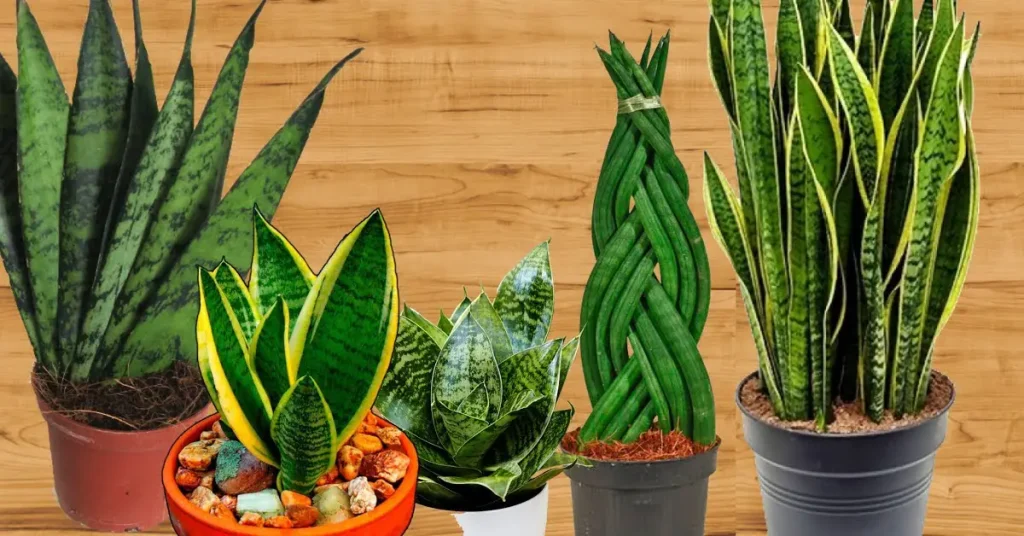 پوکه معدنی برای سانسوریا